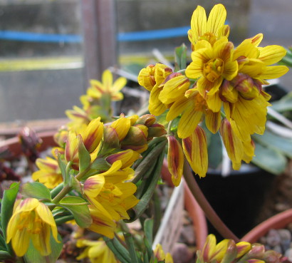 Gymnospermium albertii